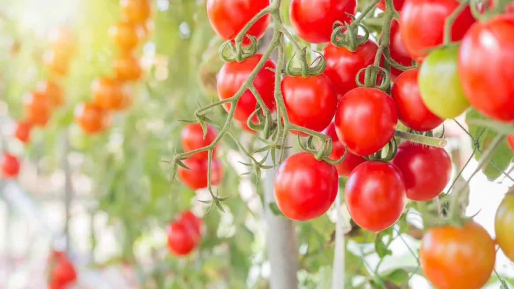 بهترین نوع کود برای رشد گوجه فرنگی